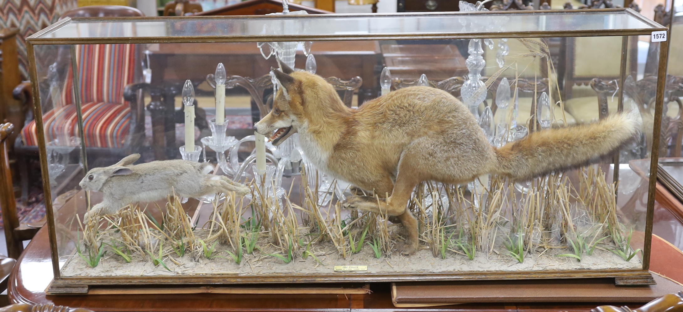 An impressive contemporary taxidermy group of a fox in pursuit of a rabbit, glass cased, overall 138 x 60 x 30cm